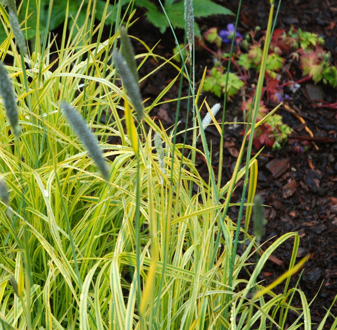 Alopecurus pratensis Aureovariegatus Golden Foxtail Grass