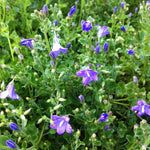 Campanula portenschlagiana Dalmatian Bellflower