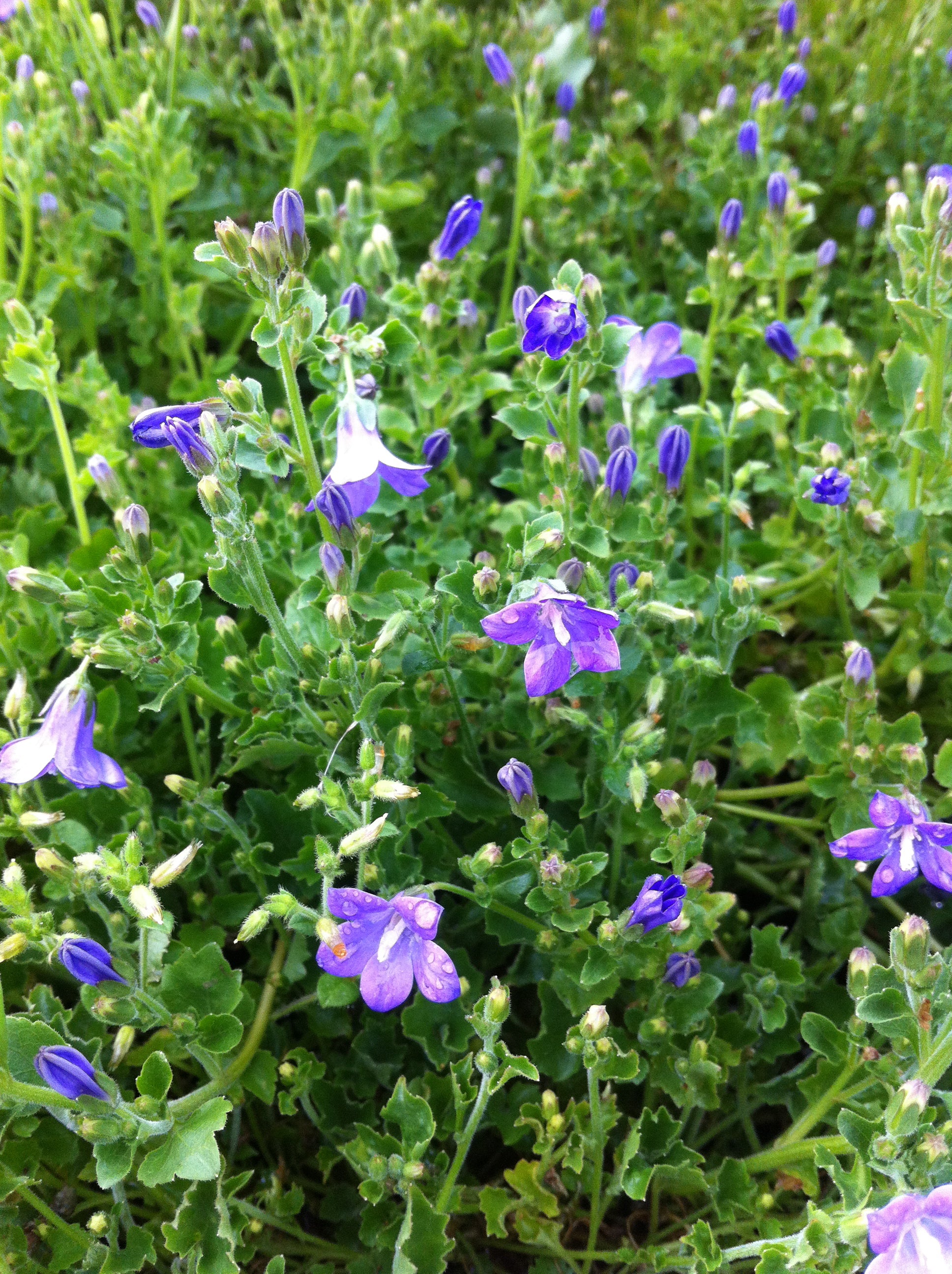 Campanula portenschlagiana Dalmatian Bellflower