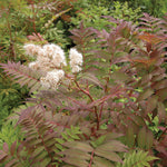 Sorbaria sorbifolia False Spirea