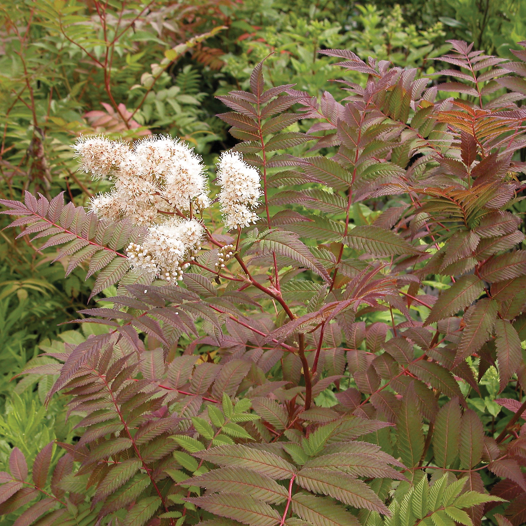 Sorbaria sorbifolia False Spirea