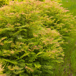 Sorbaria sorbifolia Sem COPF False Spirea