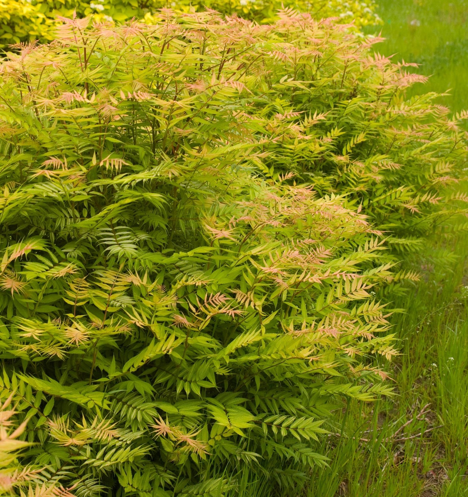 Sorbaria sorbifolia Sem COPF False Spirea