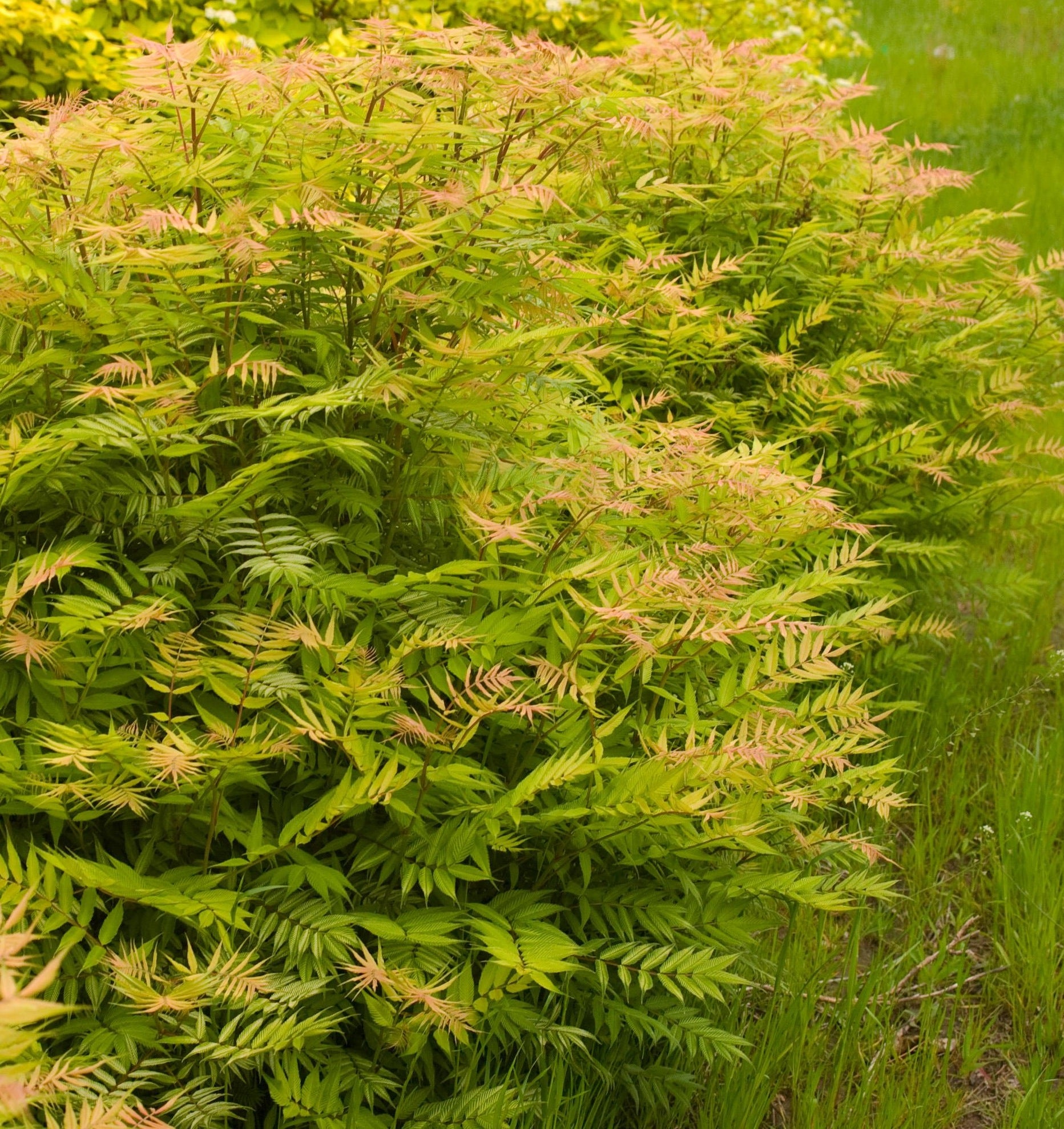Sorbaria sorbifolia Sem COPF False Spirea
