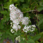 Spiraea alba Meadowsweet