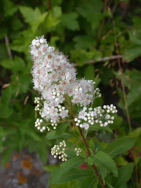 Spiraea alba Meadowsweet
