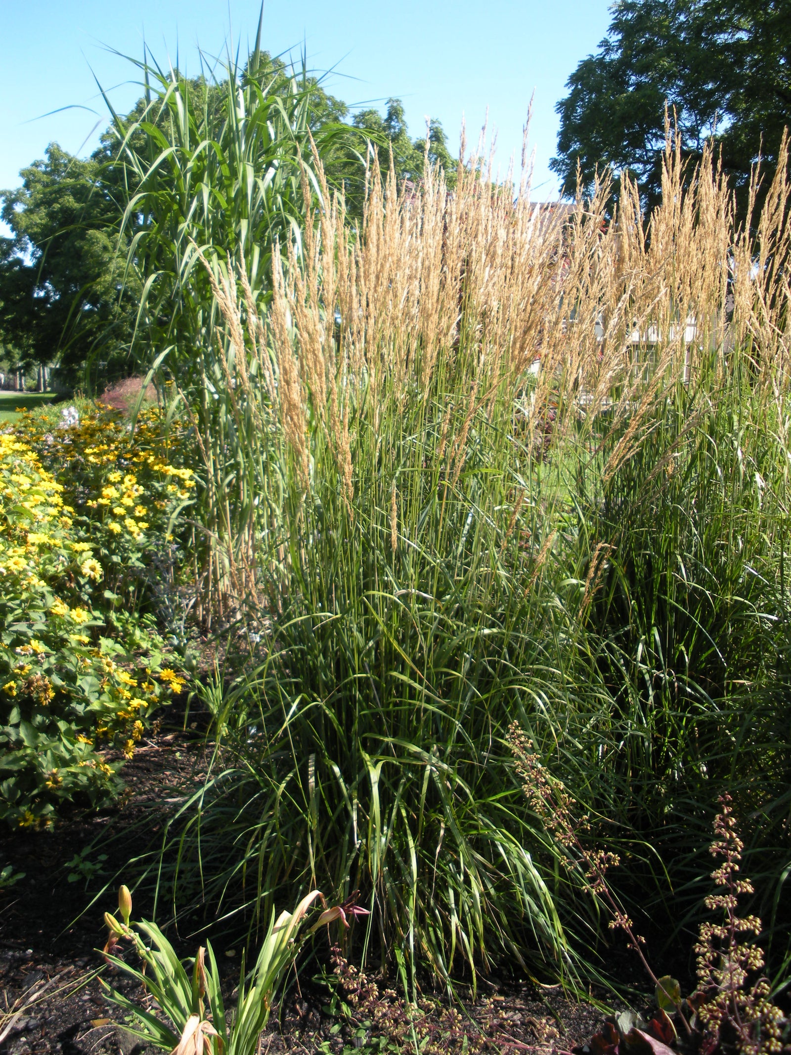 Calamagrostis acutiflora Karl Foerster Feather Reed Grass