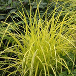 Carex elata Aurea Bowles Golden Sedge