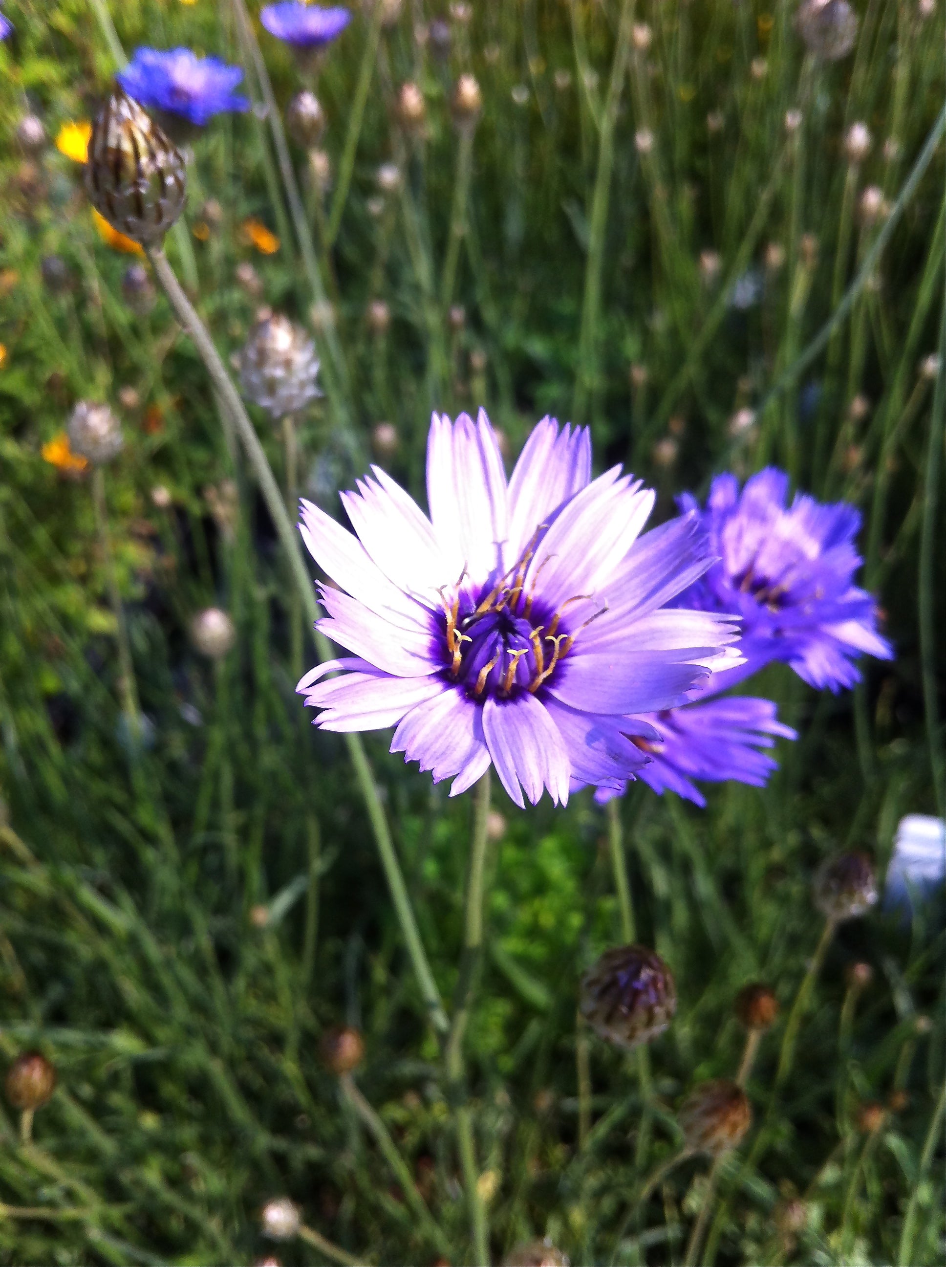 Catananche caerulea Cupid's Dart