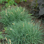 Carex glauca Blue Zinger Blue Zinger Sedge