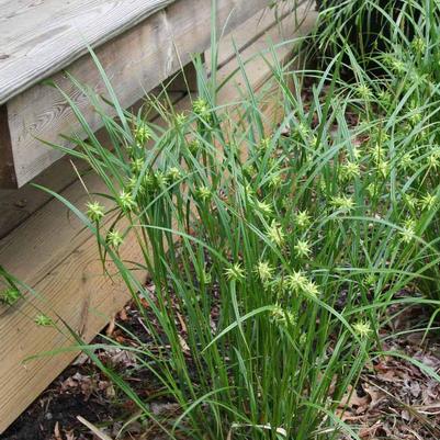 Carex grayi Morning Star Sedge