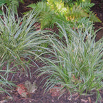 Carex morrowii Ice Dance Ice Dance Sedge
