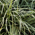 Carex morrowii Silver Sceptre Silver Sceptre Sedge