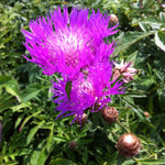 Centaurea dealbata Persian Cornflower
