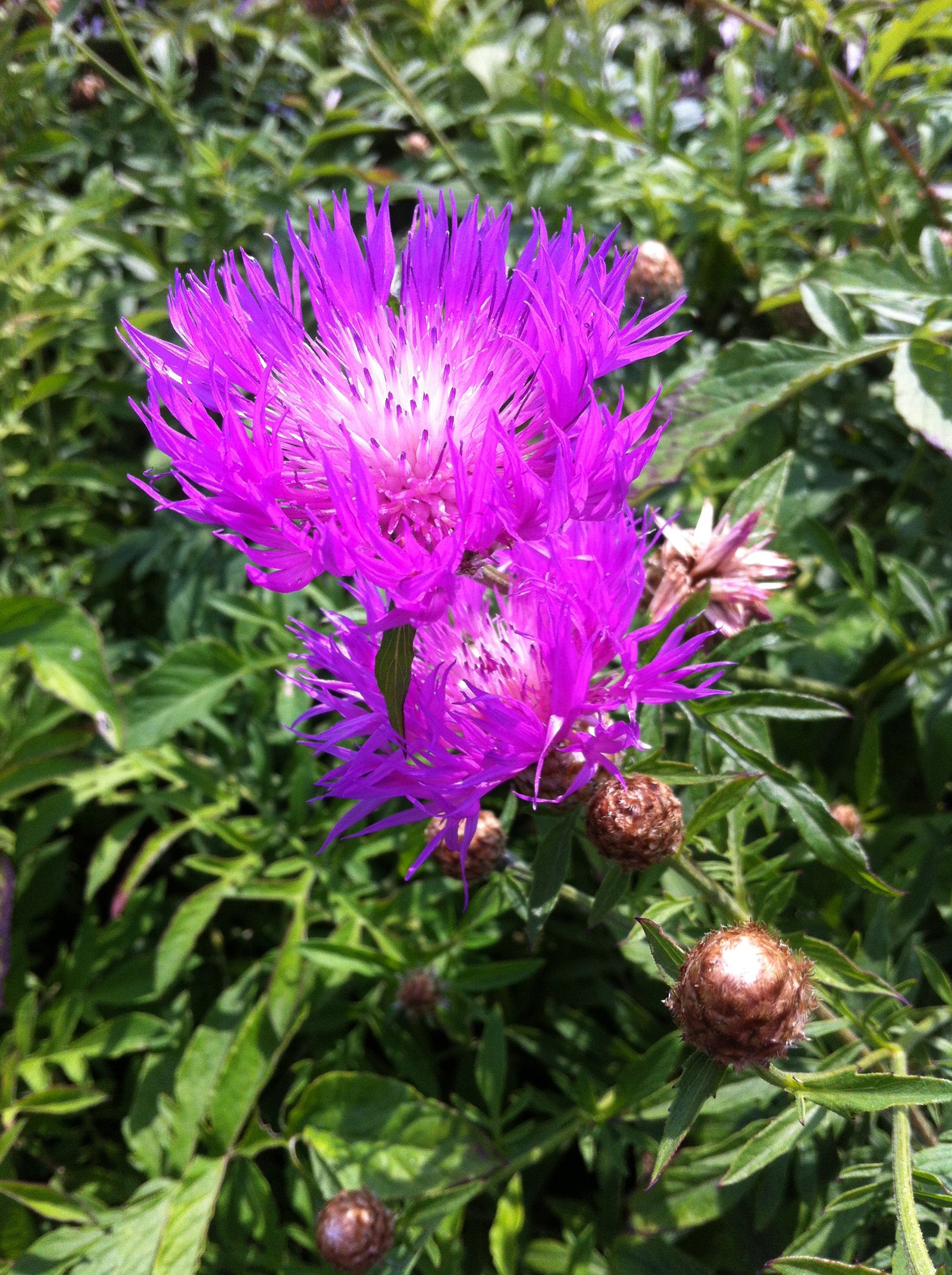 Centaurea dealbata Persian Cornflower