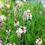 Carex pensylvanica Oak Sedge