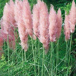 Cortaderia selloana Rosea Pink Pampas Grass