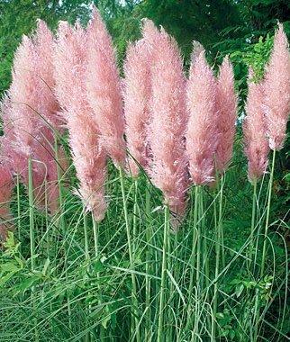 Cortaderia selloana Rosea Pink Pampas Grass