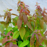 Spiraea japonica Macrophylla Big Leaf Spirea