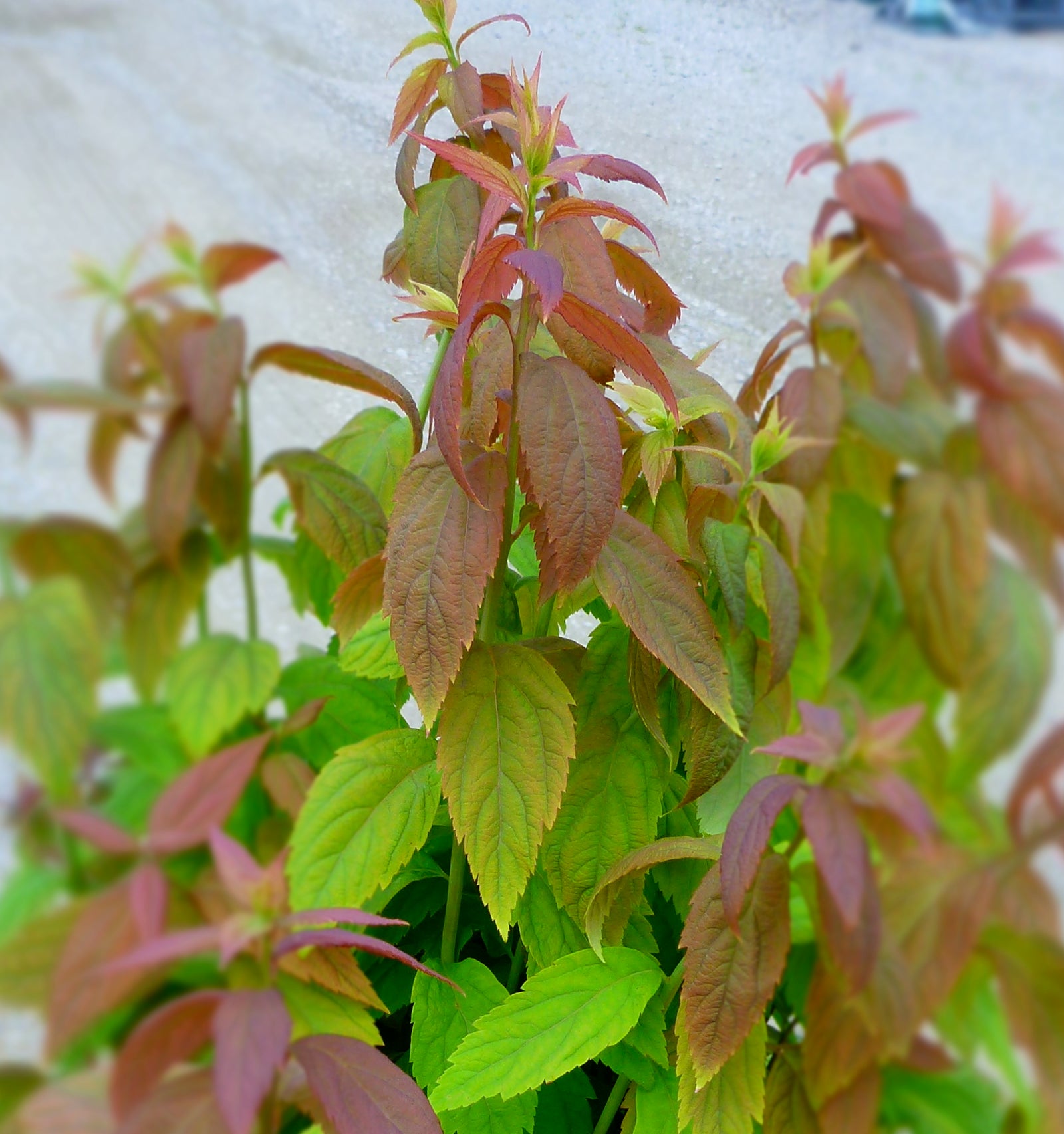 Spiraea japonica Macrophylla Big Leaf Spirea