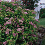 Spiraea japonica Dakota Goldcharm Mertyann COPF Dakota Goldcharm Spirea