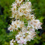 Spiraea latifolia Steeplebush
