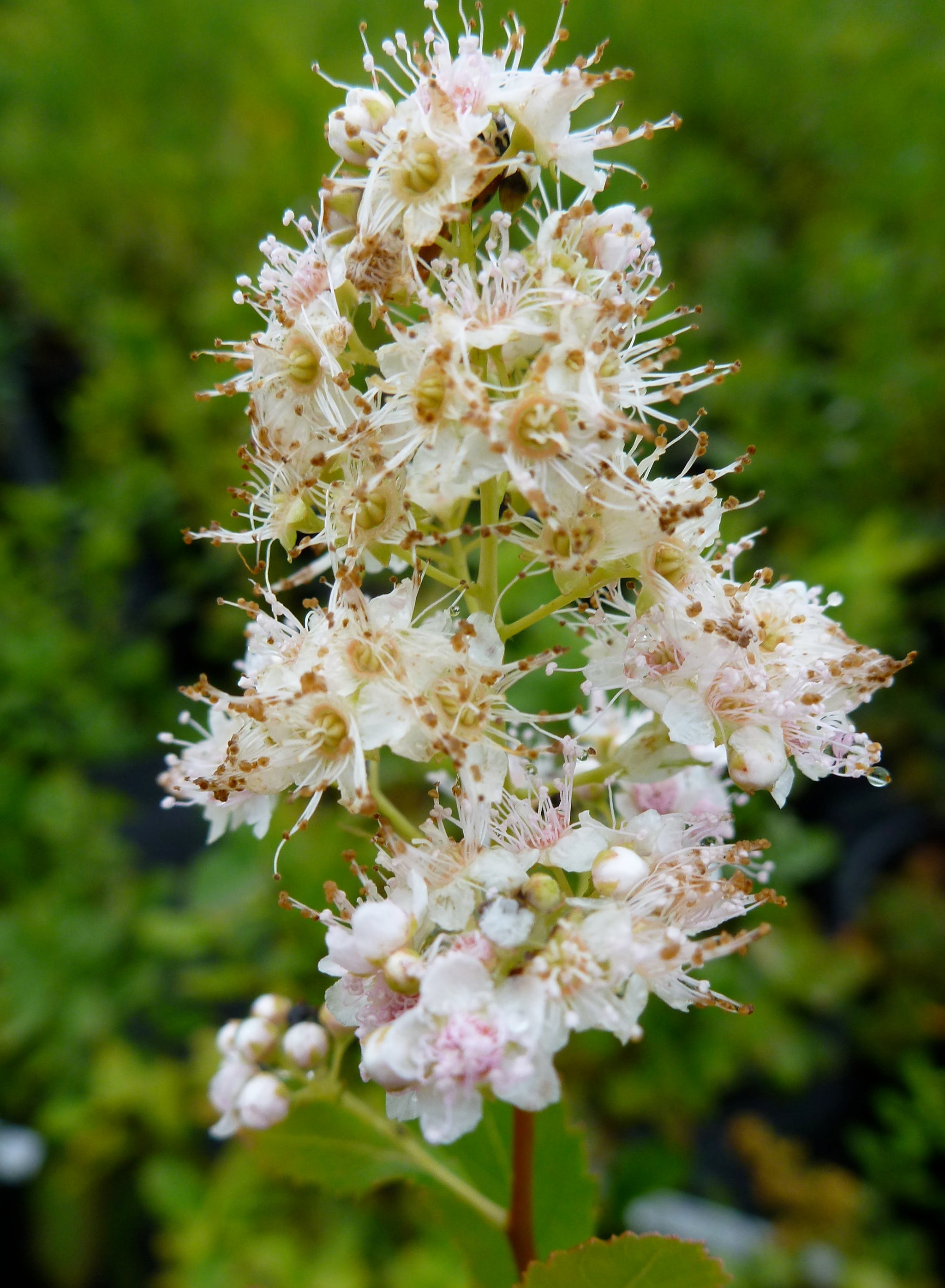Spiraea latifolia Steeplebush