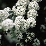 Spiraea prunifolia Bridalwreath Spirea