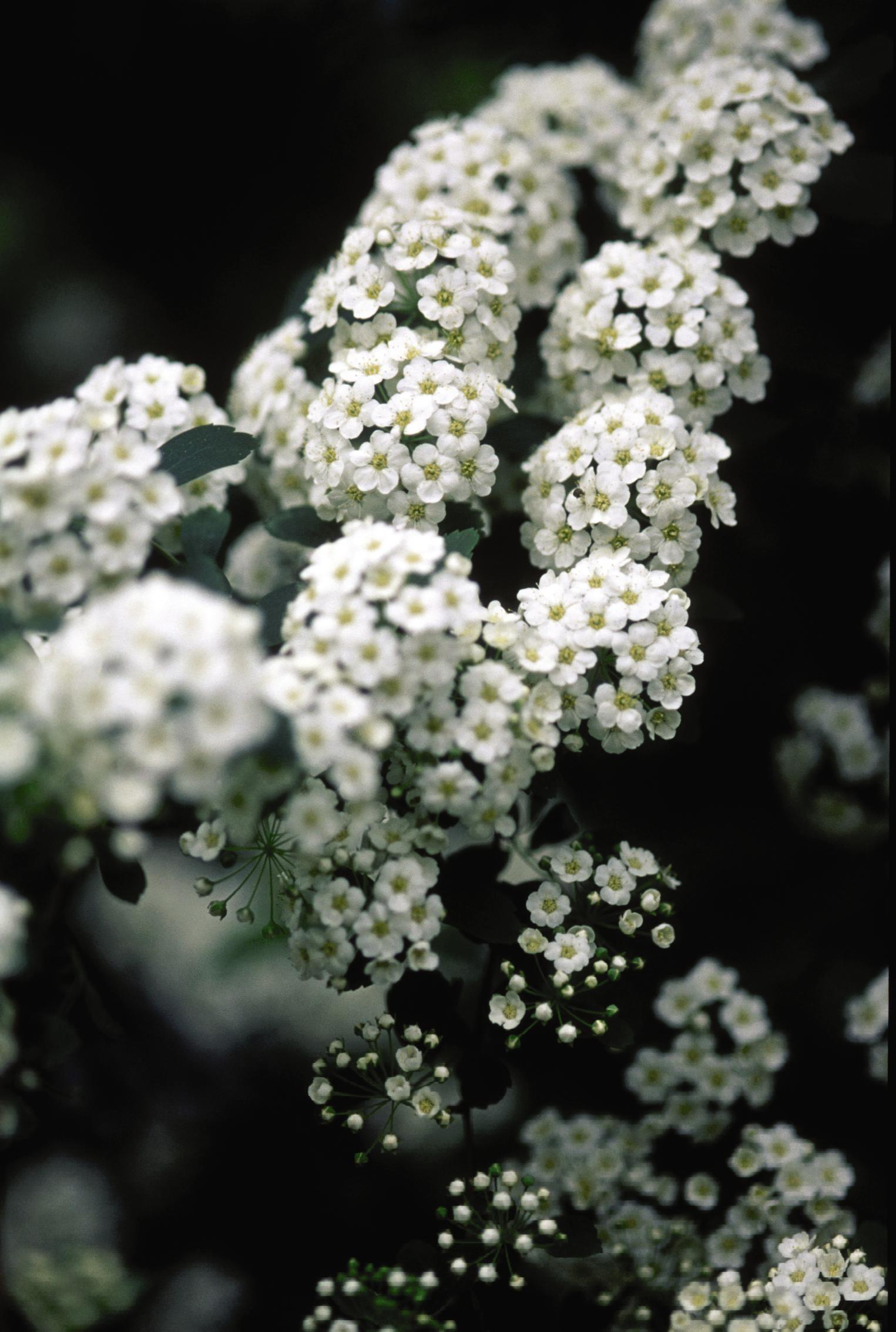 Spiraea prunifolia Bridalwreath Spirea