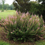 Spiraea tomentosa Hardhack