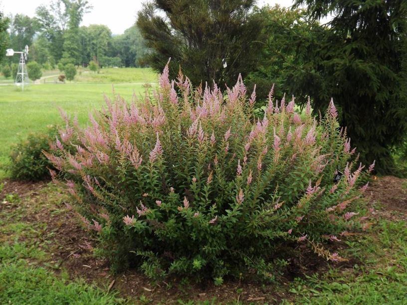 Spiraea tomentosa Hardhack