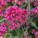 Centranthus ruber Red Valerian