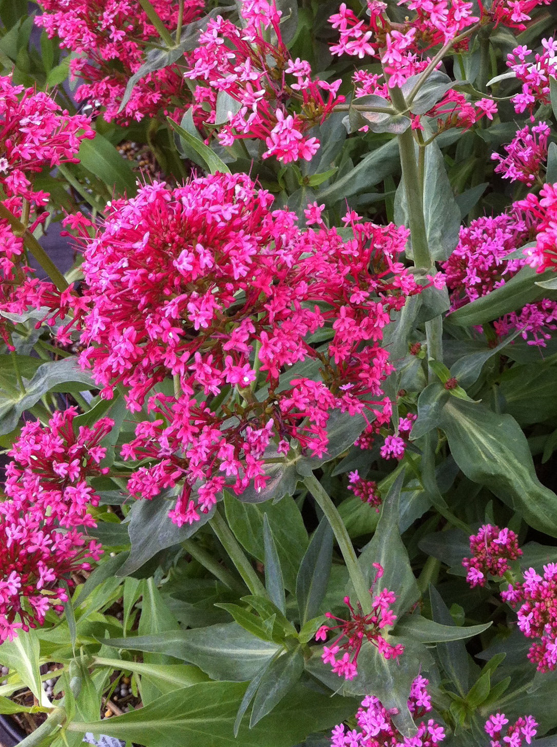 Centranthus ruber Red Valerian