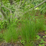 Deschampsia flexuosa Wavy Hair Grass