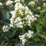 Centranthus ruber Albus White Valerian
