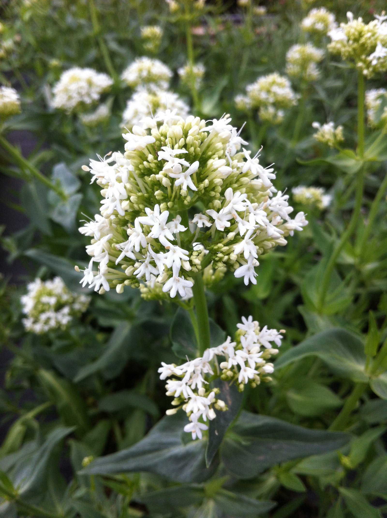 Centranthus ruber Albus White Valerian