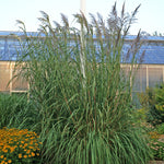 Erianthus ravennae Plume Grass