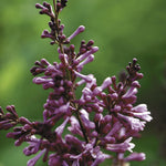 Syringa x prestoniae Donald Wyman Donald Wyman Lilac