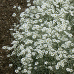 Cerastium tomentosum Snow in Summer