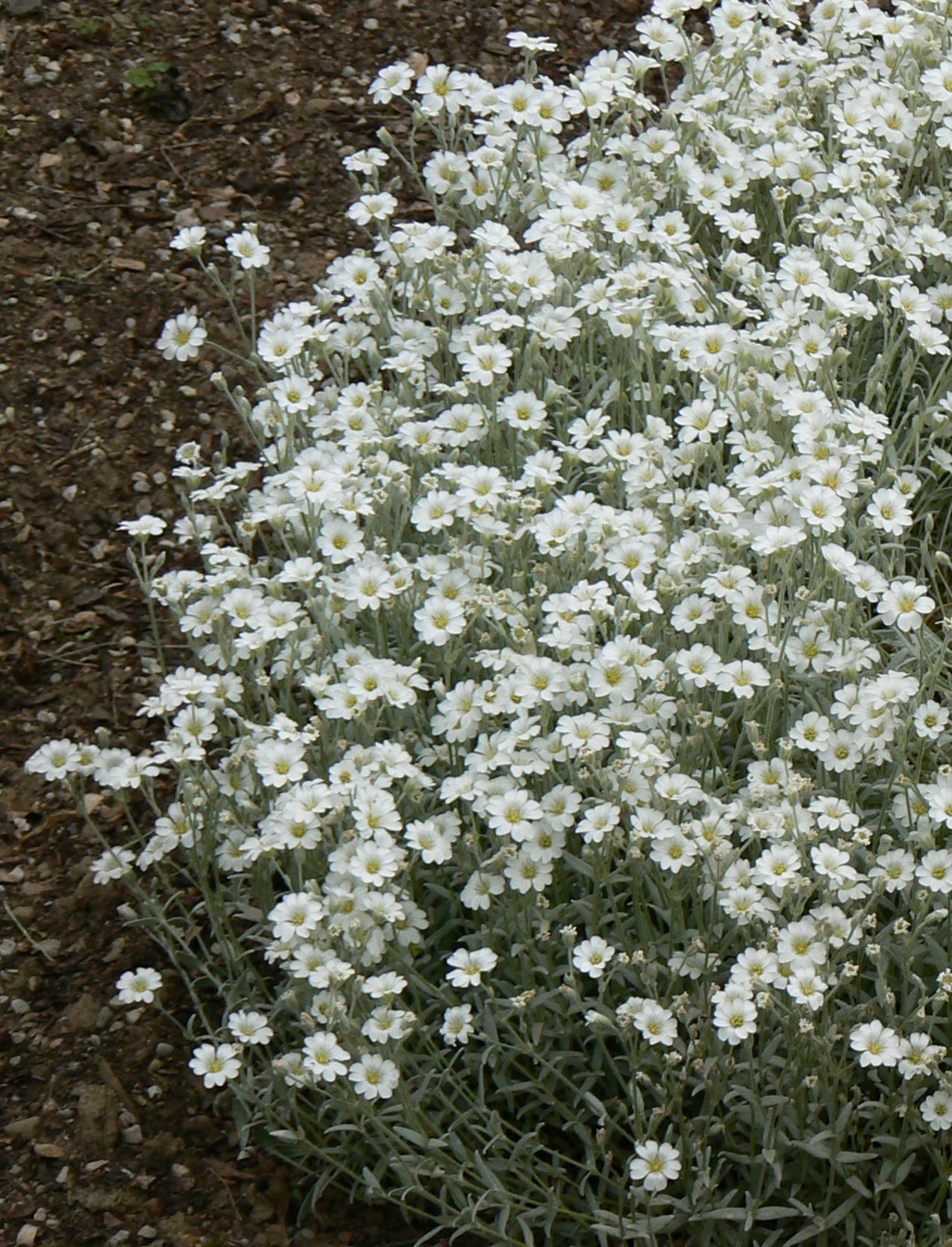 Cerastium tomentosum Snow in Summer