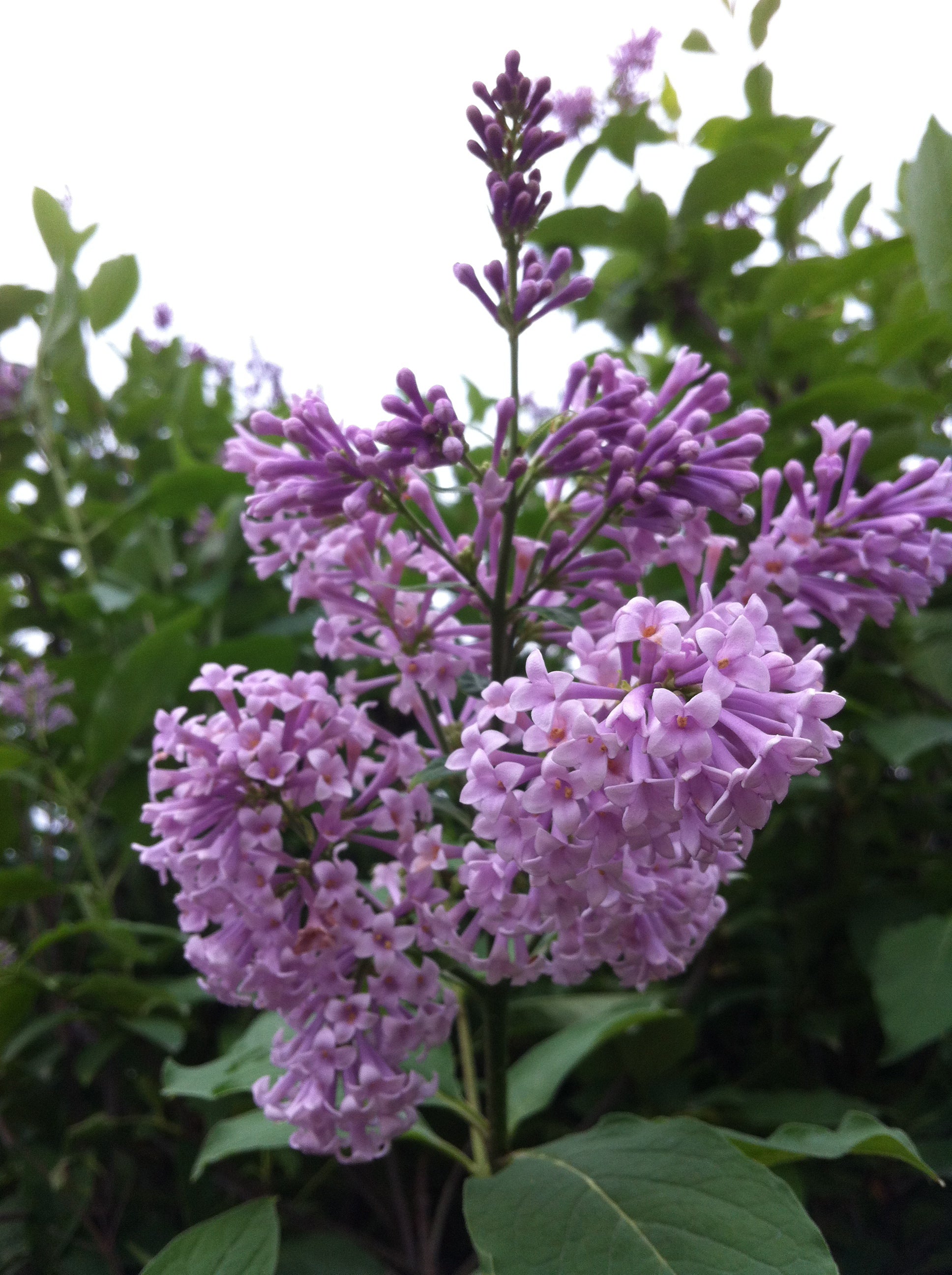Syringa x prestoniae Isabella Isabella Lilac