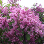 Syringa x prestoniae James Mcfarlane James Mcfarlane Lilac