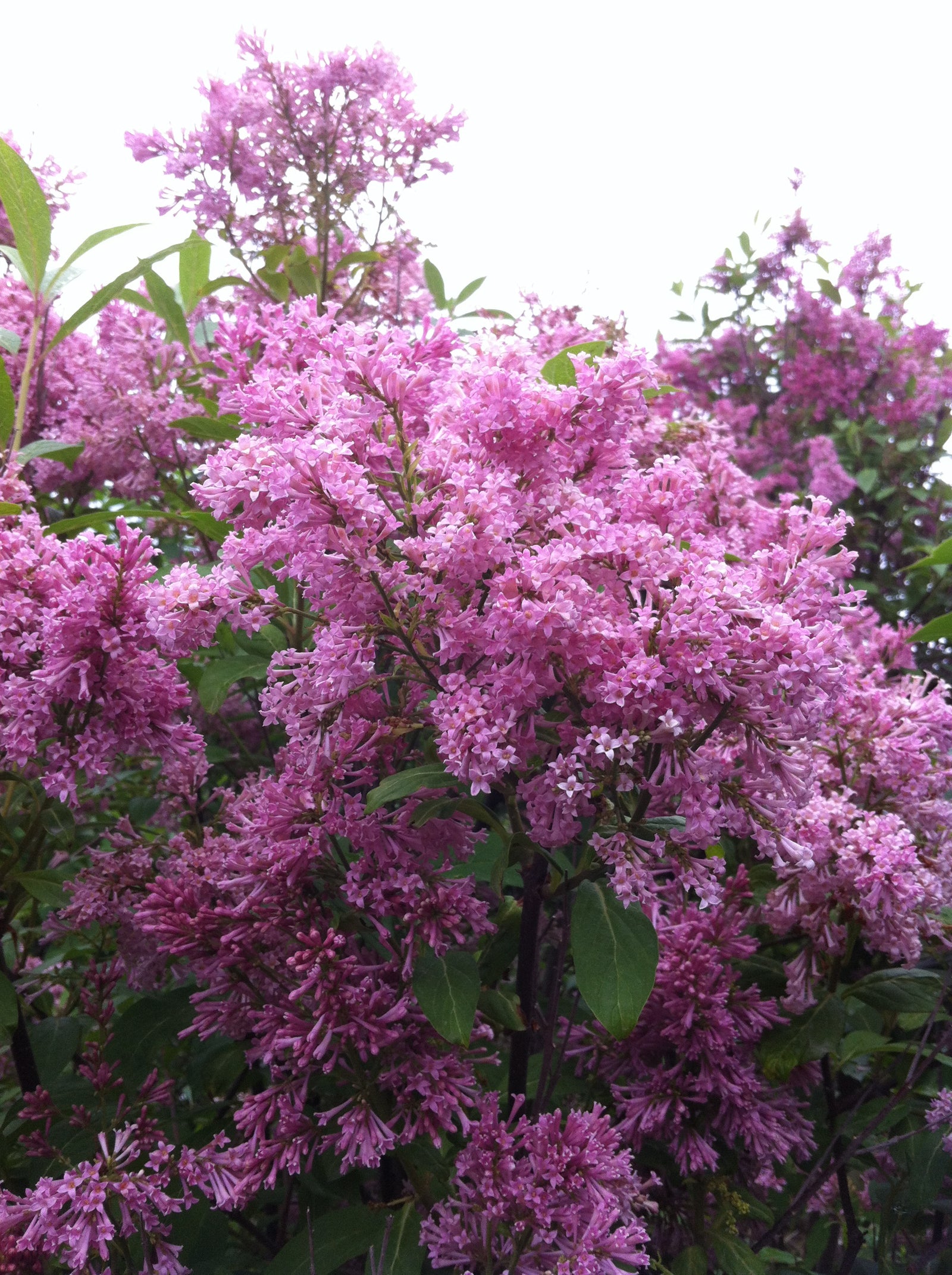 Syringa x prestoniae James Mcfarlane James Mcfarlane Lilac