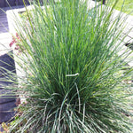 Festuca glauca Blue Fescue