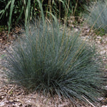 Festuca glauca Elijah Blue Elijah Blue Fescue