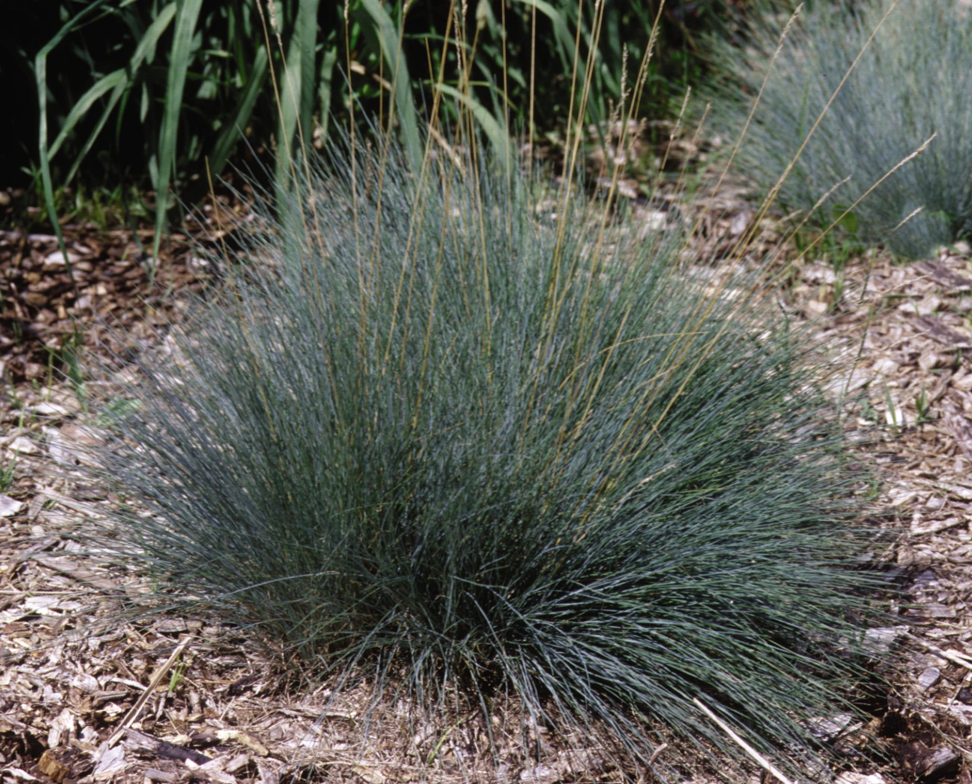 Festuca glauca Elijah Blue Elijah Blue Fescue