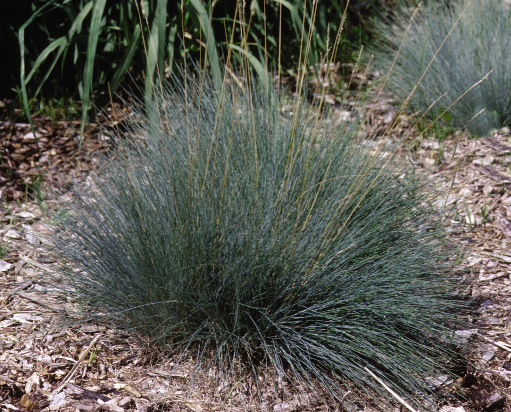 Festuca glauca Elijah Blue Elijah Blue Fescue