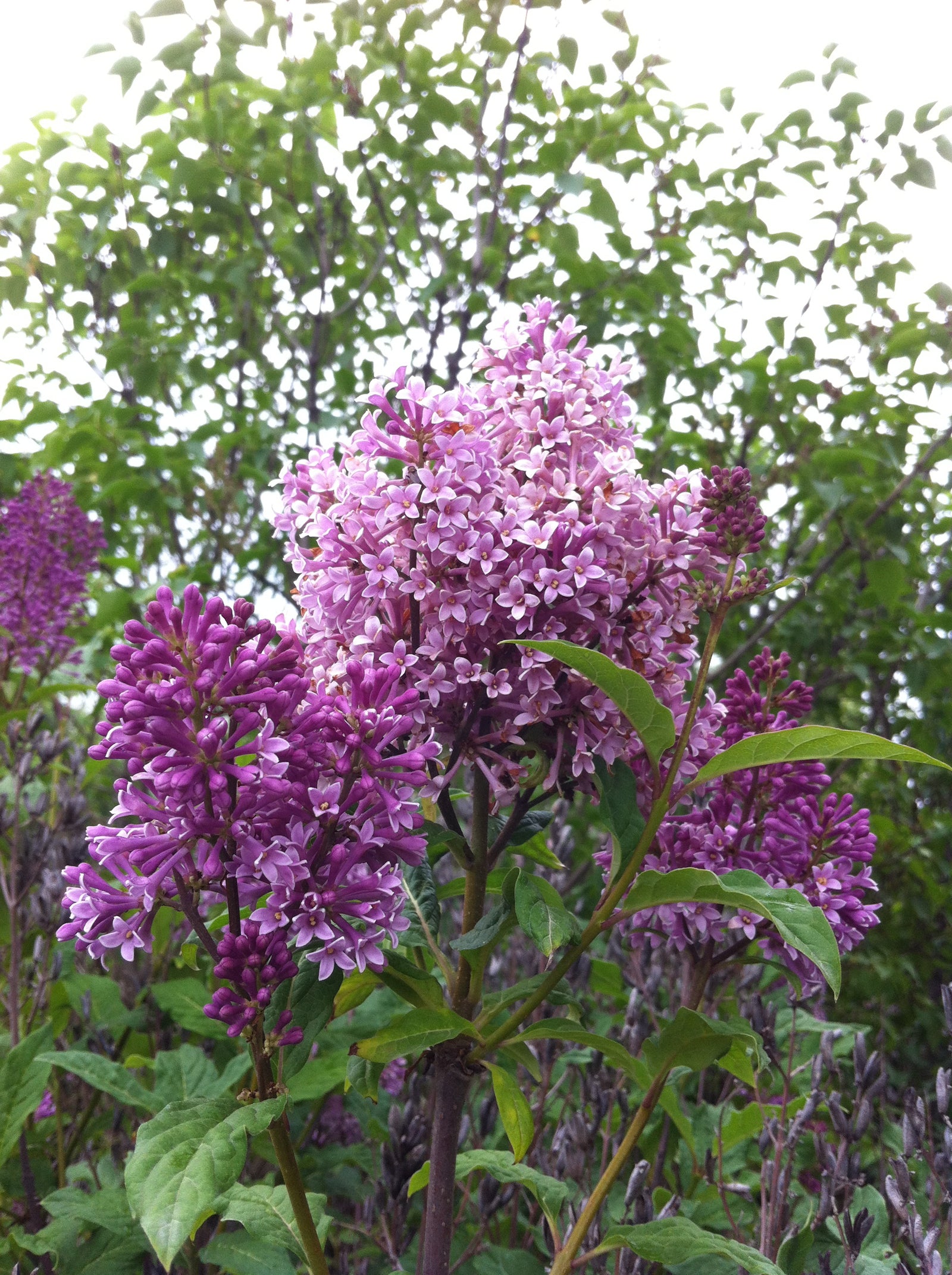 Syringa x prestoniae Minuet Minuet Lilac