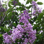 Syringa x prestoniae Nocturne Nocturne Lilac