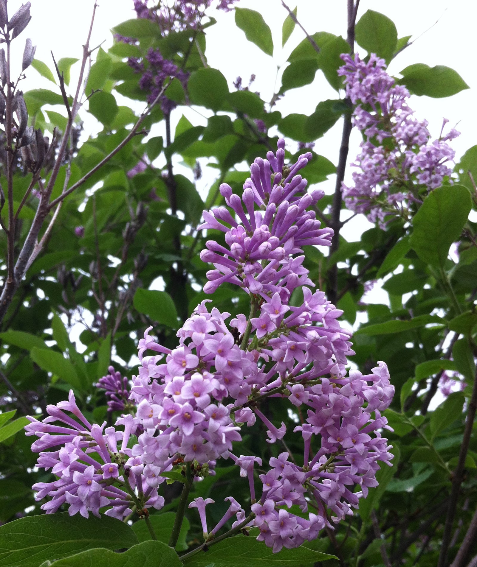 Syringa x prestoniae Nocturne Nocturne Lilac